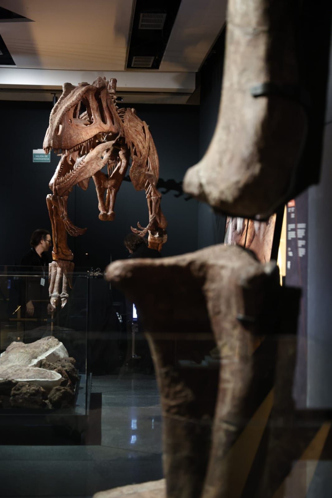 Fotos de la exposición &#039;Dinosaurios de la Patagonia&#039; en CaixaForum