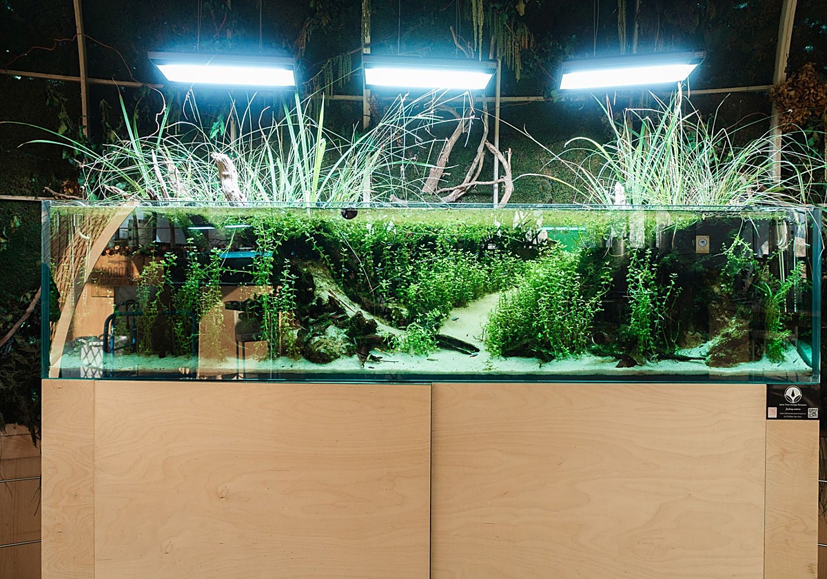 Acuario de agua dulce de l'Oceanogràfic.