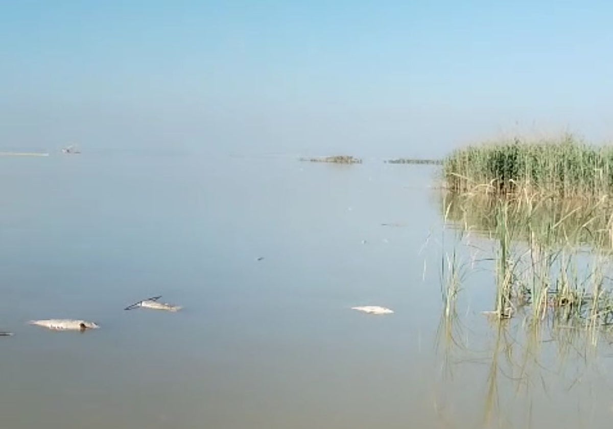 Peces muertos en la Albufera este jueves.