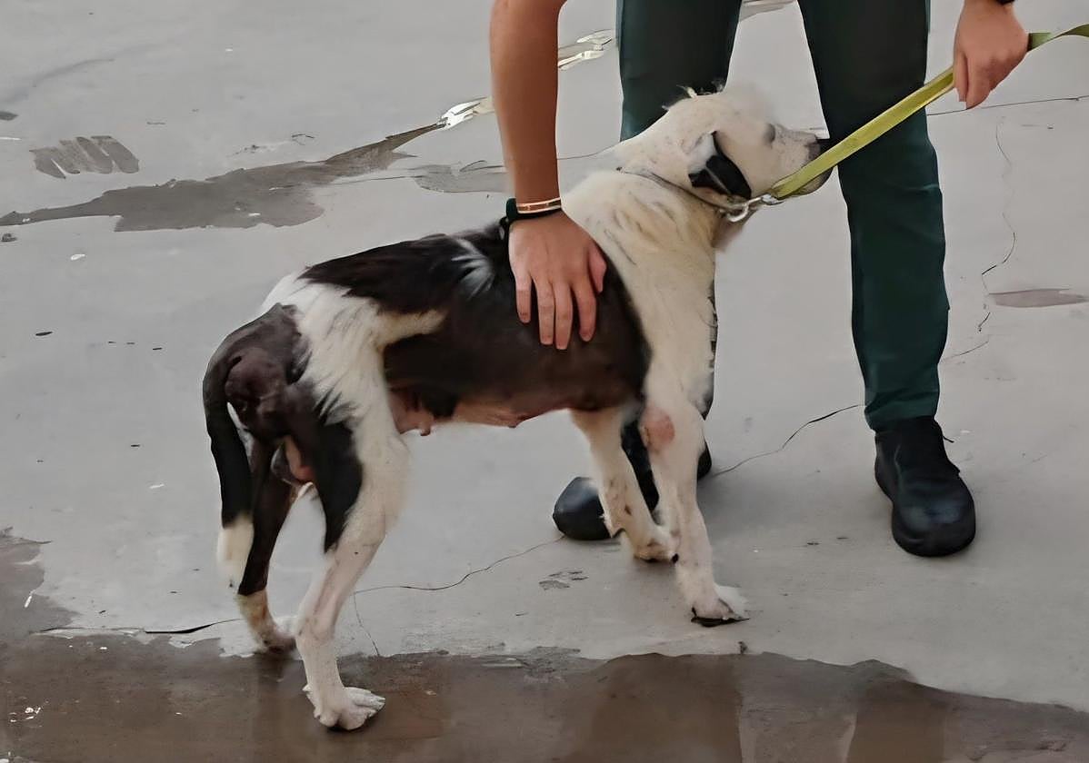 Un guardia civil con el perro.