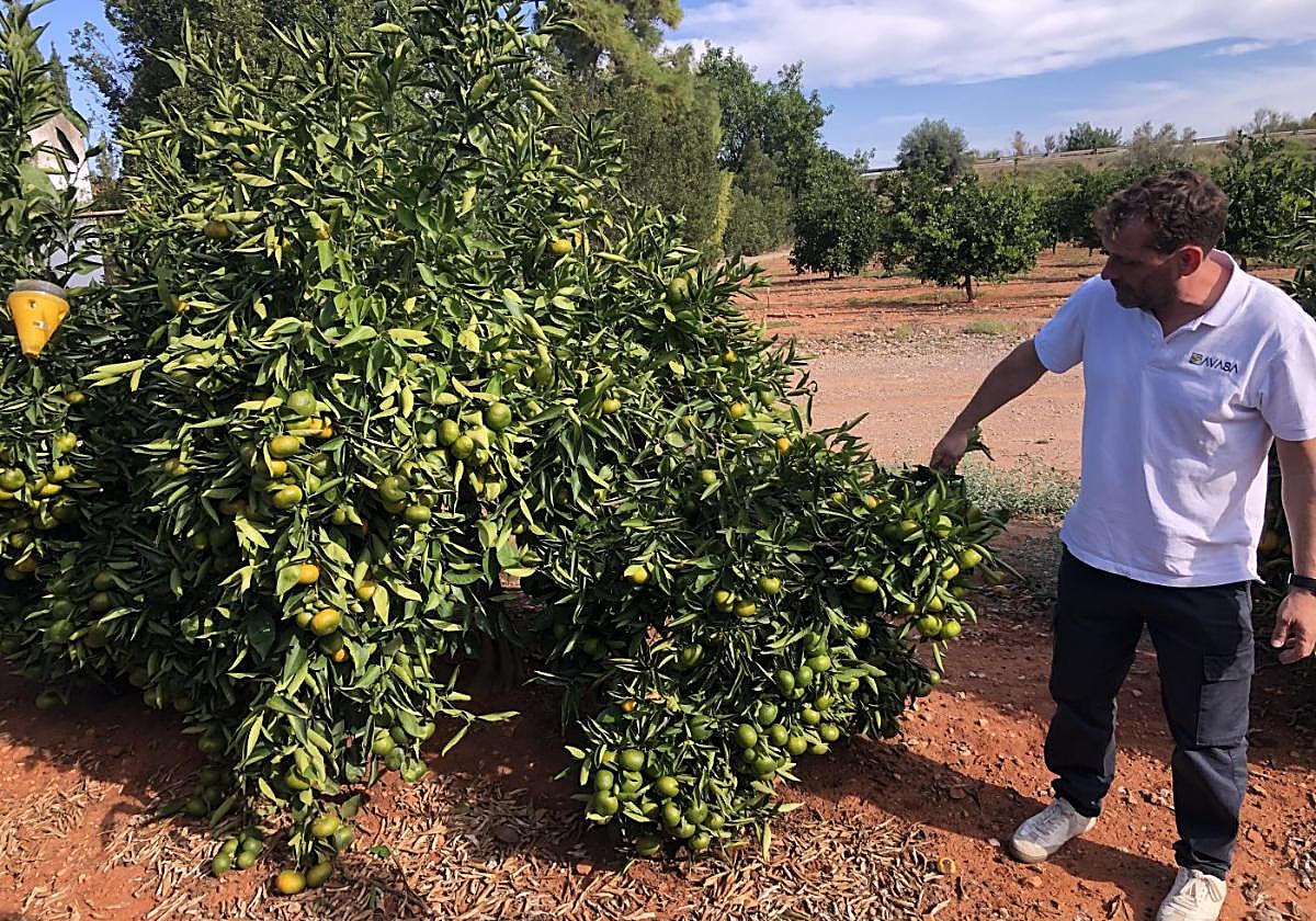 José Cuenca, director de Avasa, muestra la extraordinaria capacidad de producción de la 'Pri 88'.
