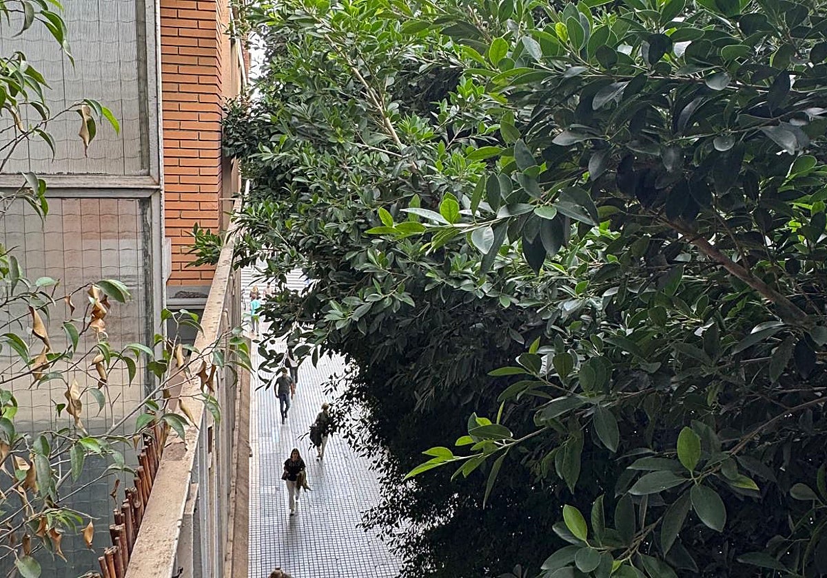 Ramas de un árbol sobre la fachada de una terraza de la calle Colón en Valencia.