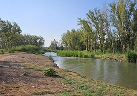Ribera del Turia en Pedralba después de su limpieza tras la dana.