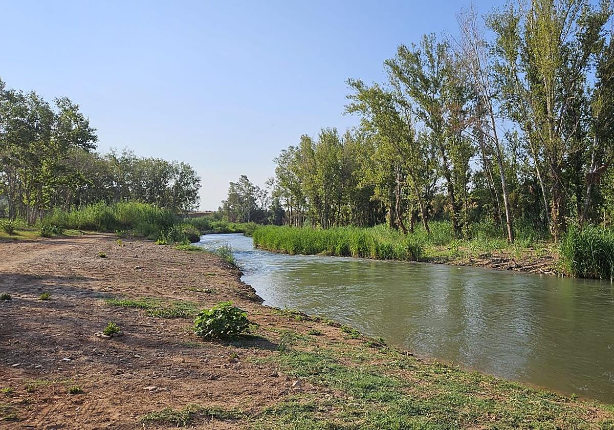 Ribera del Turia en Pedralba después de su limpieza tras la dana.