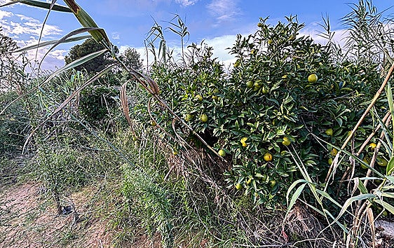 Estado de un terreno afectado por la dana en Turís.