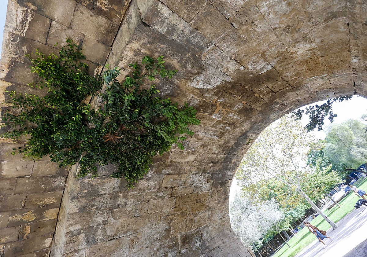 Imagen principal - Vegetación enraizada en el puente de San José y dosificadores de biocidas.