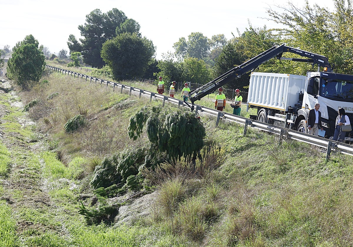 Operarios del Ayuntamiento empiezan a limpiar el barranco del Palmaret, este viernes.