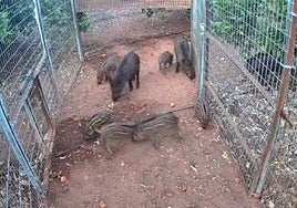 Jabalíes de varias edades buscan comida en una gran jaula que se cerrará cuando haya muchos dentro.