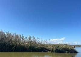 La mata flotante de la Albufera rompe las estacas de fijación.