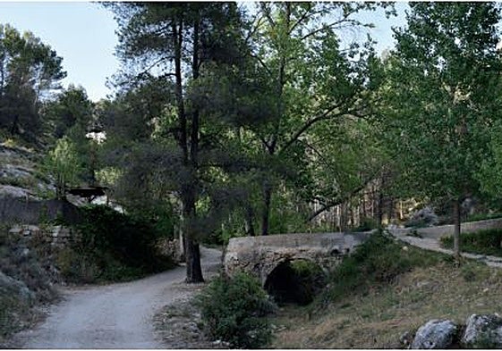 Imágenes del frondoso bosque del que disfrutamos.