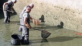 Trabajos de retirada de las carpas.