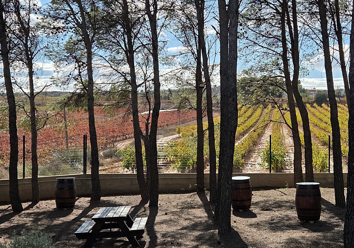 Imagen principal - La bodega de Requena que alumbra vinos con alma