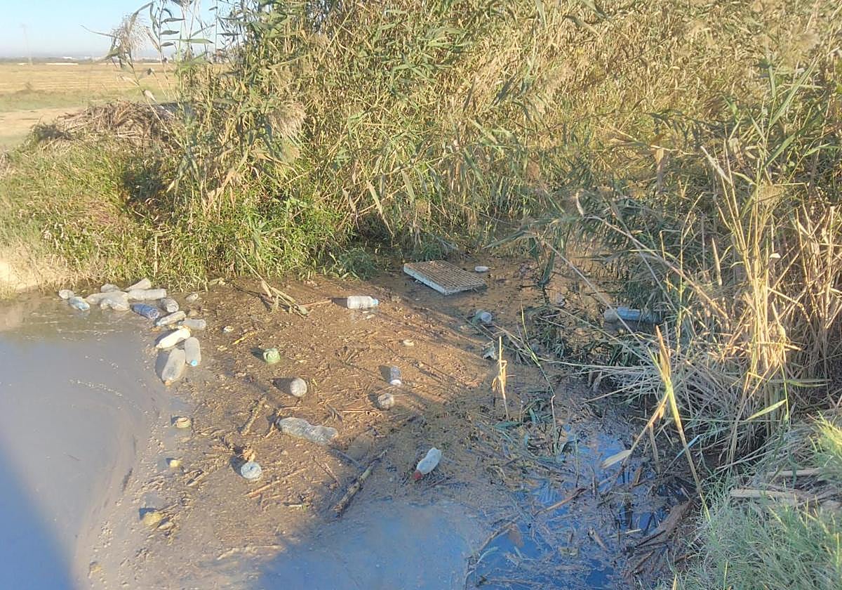 Acumulación de residuos en la Albufera.