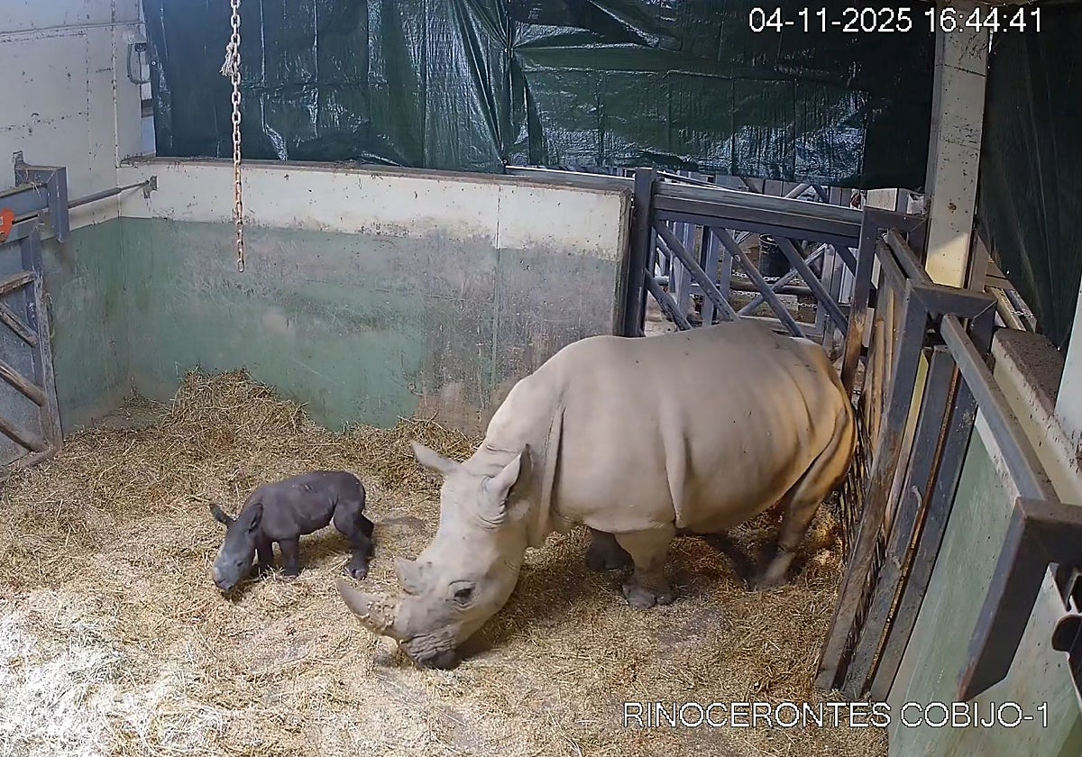 Cámara de seguridad del Bioparc, con el rinoceronte recién nacido.