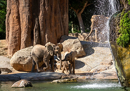 Vive los BIOdías en BIOPARC Valencia y disfruta de la naturaleza con una promoción única en noviembre