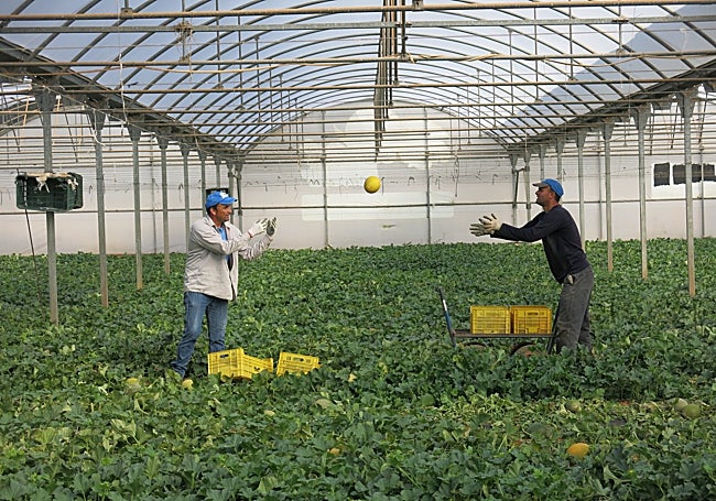 Agromart apuesta por el producto local y de kilómetro cero, propio de campesinos de la isla.