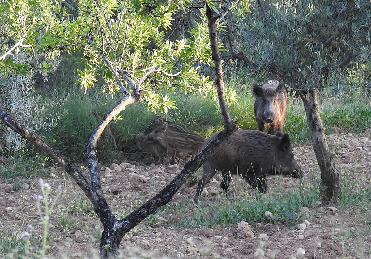 Imagen de archivo de jabalíes en la Comunitat.