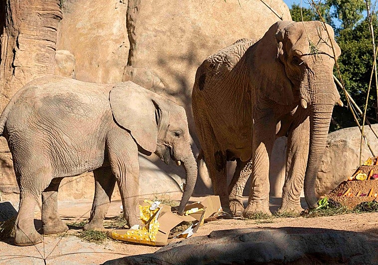 Cumpleaños en el Bioparc de Makena, el primer elefante 'valenciano'