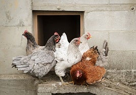 Gallinas criadas al aire libre.