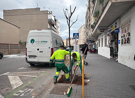 Burriana impulsa la renaturalización urbana con la plantación de 47 nuevos árboles en las Rondas Panderola y Pere IV