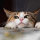 Por qué tu gato rasca las puertas y cómo evitar que lo haga