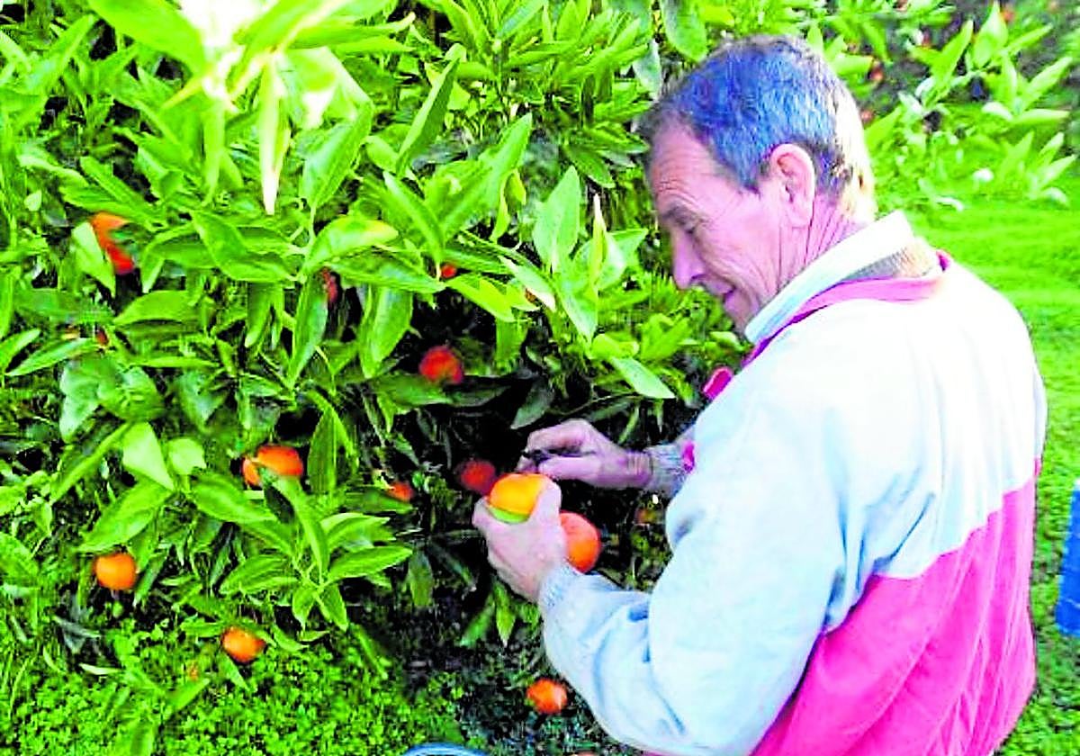 Cosecha. Un collidor de cítricos recoge con esmero un capazo de clementinas en un campo de la comarca de La Plana, la que concentra la mayor intensidad y especialización en la producción clementinera.