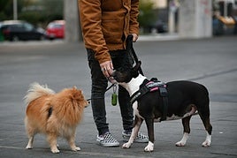 Un joven pasea a sus dos perros por la calle.
