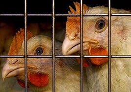 Dos aves en una granja.