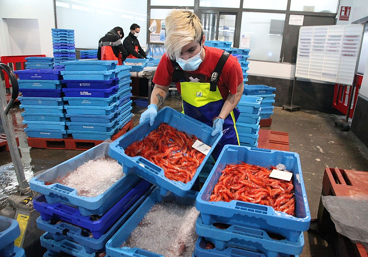 Imagen de gamba roja de Dénia preparada para salir a subasta