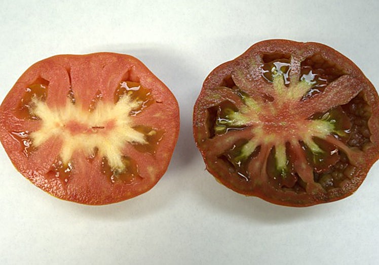 Tomate de tono chocolate, producido por Made in Plant en Muchamiel.