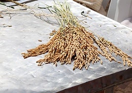 Arroz afectado por la plaga.