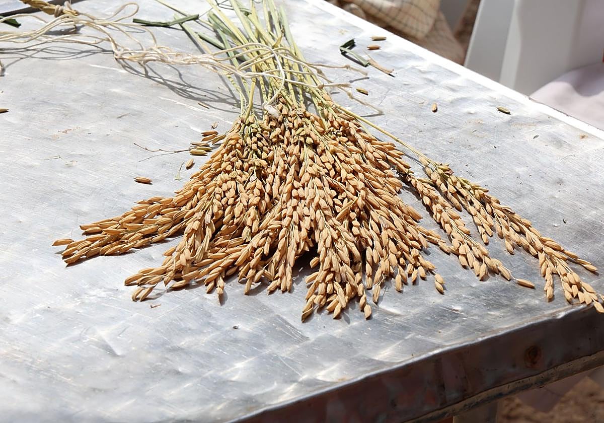 Arroz afectado por la plaga.