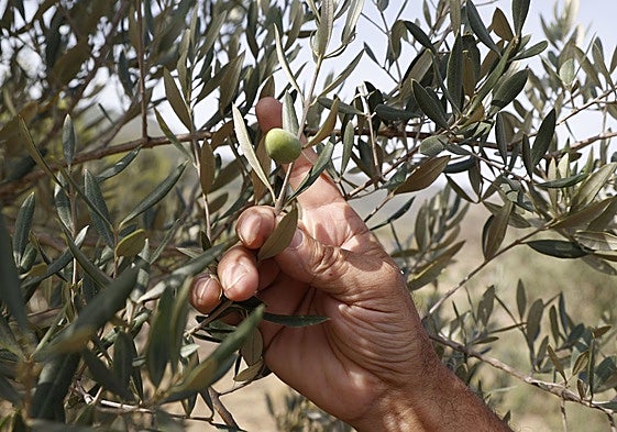 Producción de aceituna en olivos valencianos