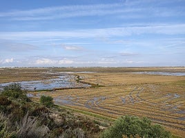 Zona de arrozales en Cullera dentro del parque natural.