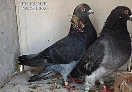 Ejemplares recuperados.