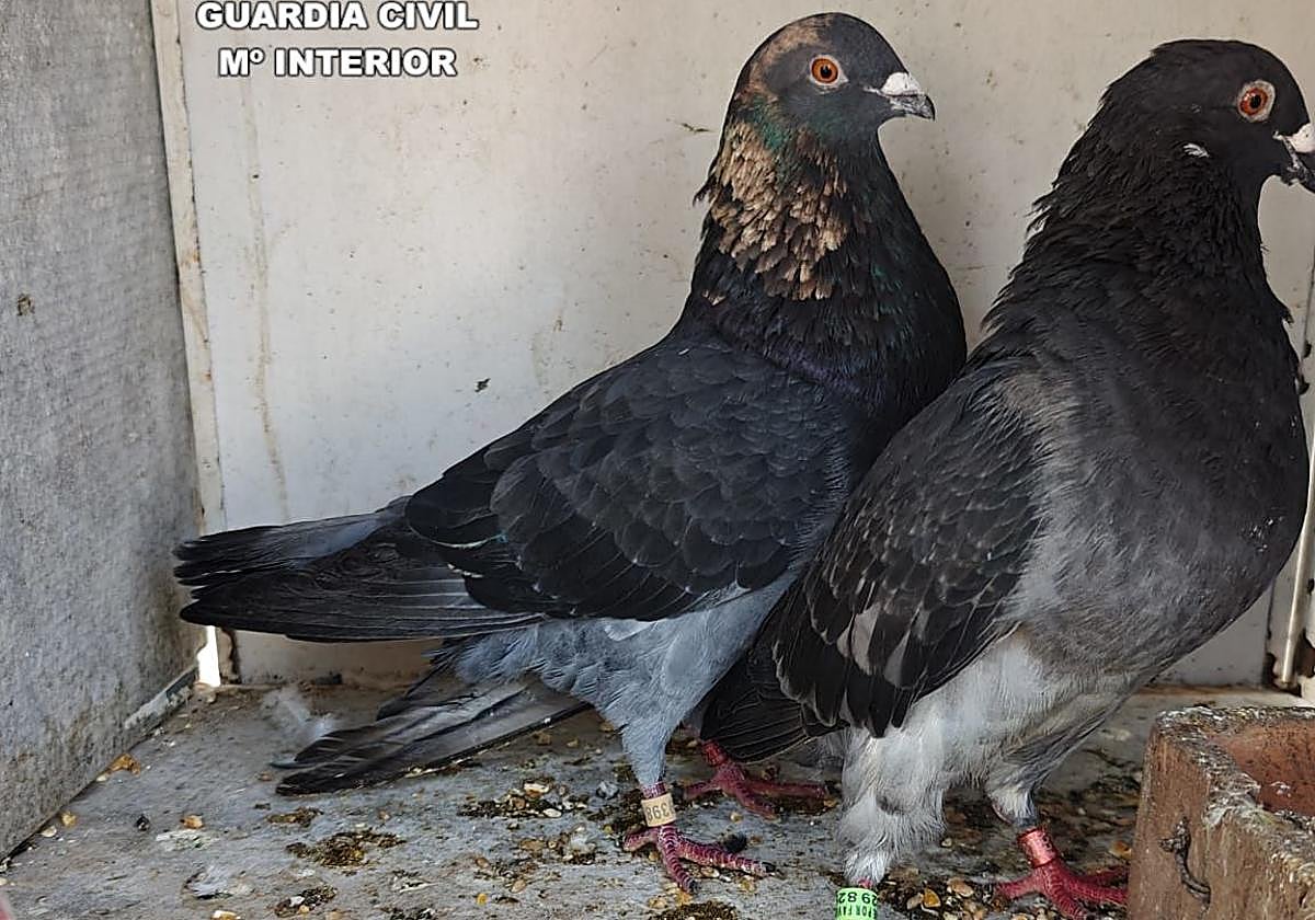 Ejemplares recuperados.