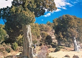 Espectacular imagen del Sabinar que acompaña a la candidatura.