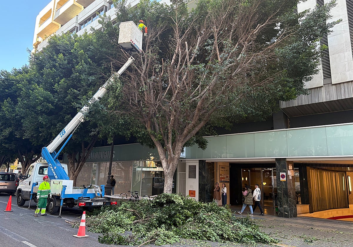 Trabajos de poda de los árboles de la calle Colón este miércoles.