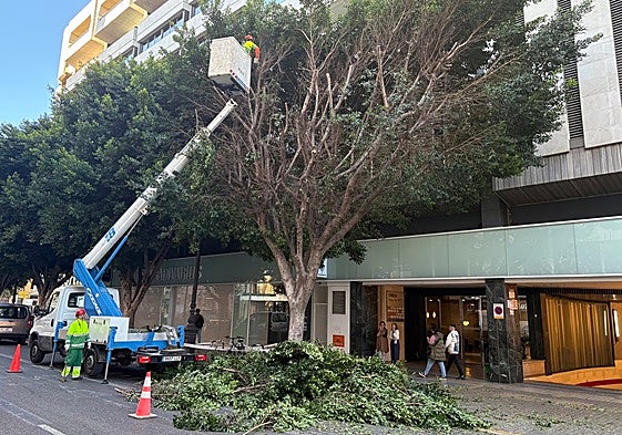 Trabajos de poda de los árboles de la calle Colón este miércoles.