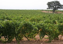 Viñedos en Requena, en una imagen de archivo.