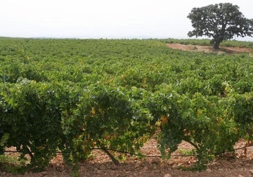 El municipio del interior de Valencia que ha dormido a -3,1 grados