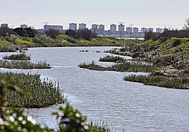 Barranco del Poyo a su paso por la Albufera.