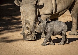 El bebé rinoceronte empieza a reconocer los alrededores.