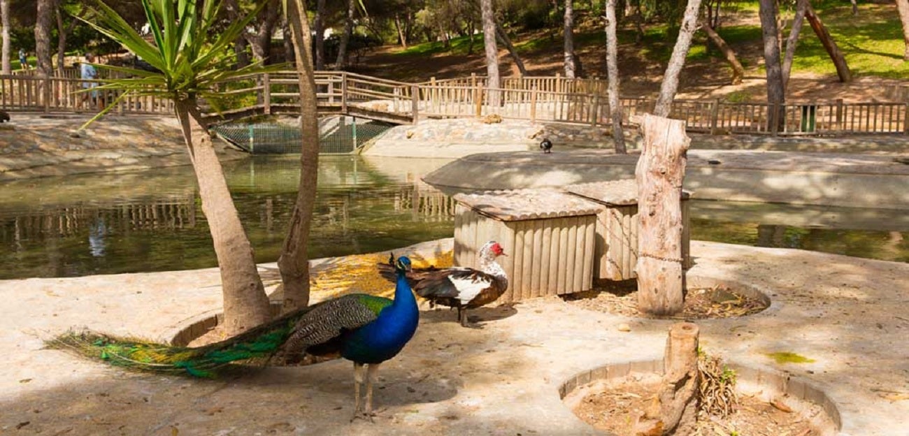 Imagen del parque Reina Sofía de Guardamar del Segura antes del aislamiento de las aves.