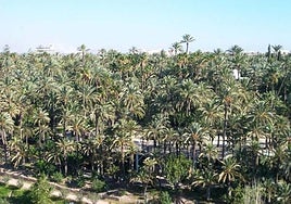 El palmeral de Elche.