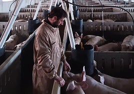 Miguel Ángel Querol, en el interior de su granja.