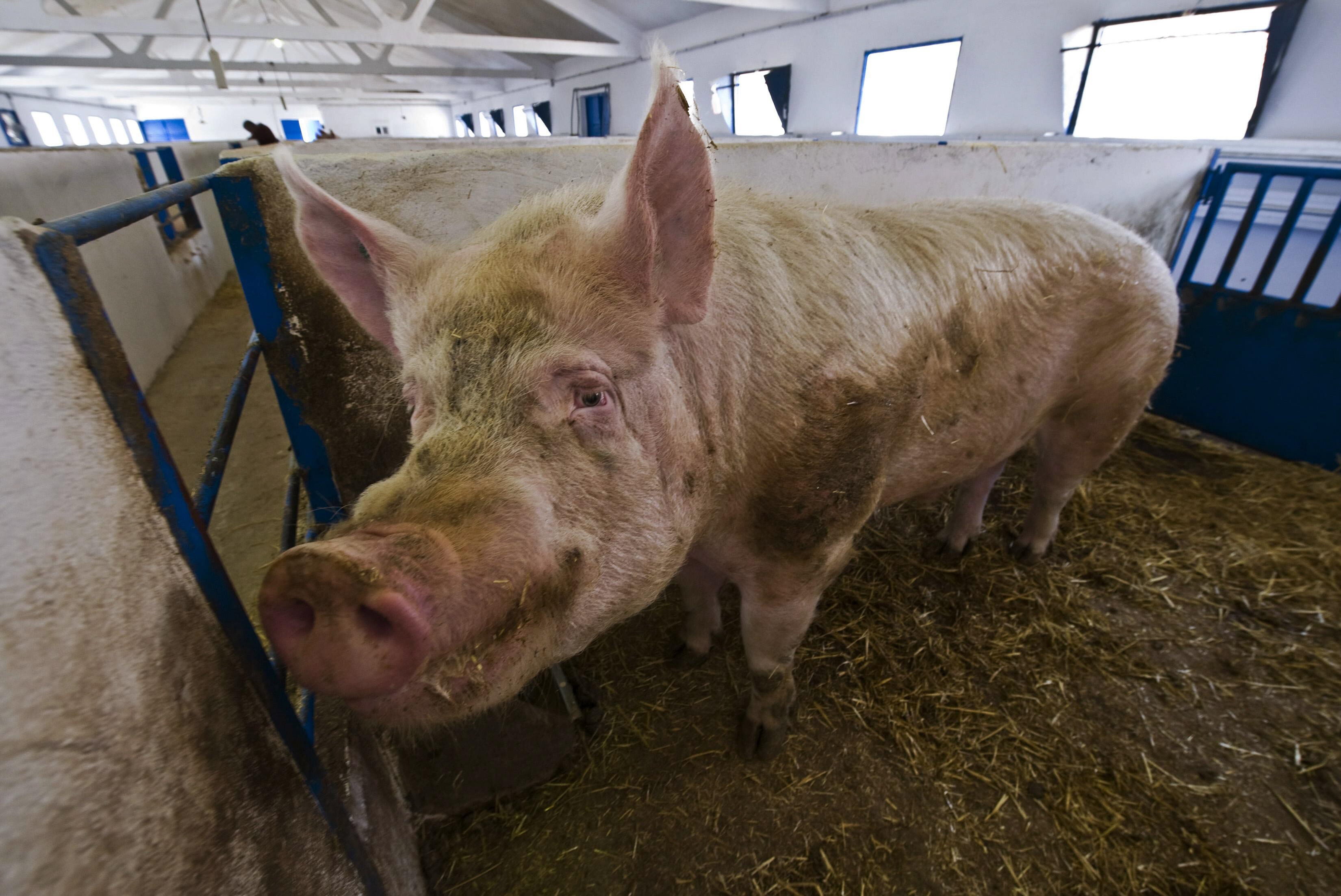 Un cerdo en una granja.