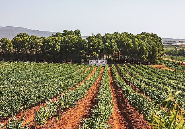 El Pago de los Balagueses de Vegalfaro.
