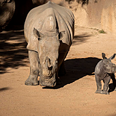Cría de rinoceronte en BIOPARC Valencia