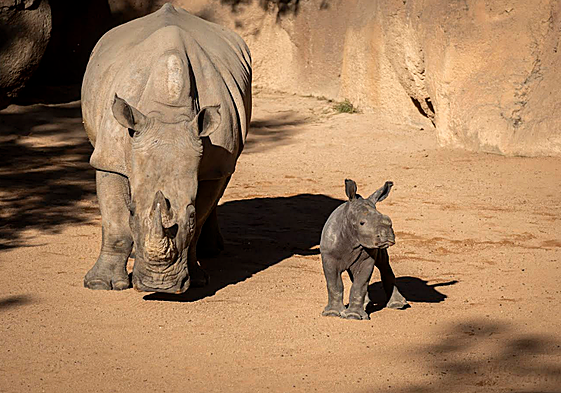 Cría de rinoceronte en BIOPARC Valencia